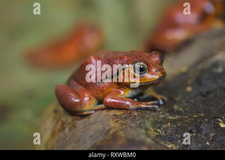 Rana pomodorro (Dyscophus guineti), noto anche come il falso pomodoro rana. Foto Stock