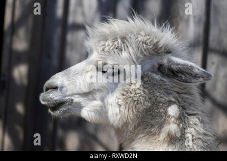 Llama close up ritratto prendendo una pausa da mangiare. Bianco grande mammifero soffici. Alpaca pack animale vista macro. Foto Stock