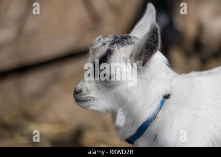 Piccole capre pigmee close up. Zoo delle carezze santuario con animali di salvataggio. Simpatici animali da vicino. Il bianco e il nero di capra. Foto Stock