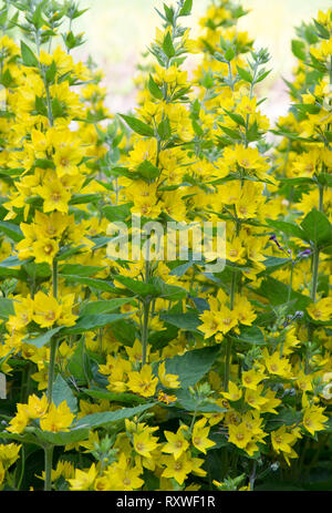Grande giallo, Loosestrife Lysimachia punctata, in fiore. Foto Stock