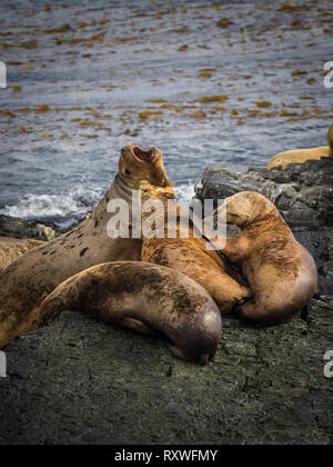 Gruppo di foche e leoni di mare, Canale del Beagle, Ushuaia, Argentina, Patagonia Foto Stock
