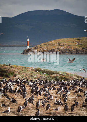 Cormorano imperiale in un isola del Canale di Beagle di fronte Ushuaia. Patagonia Foto Stock