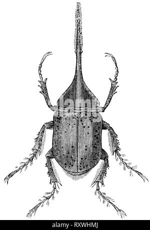 Taglio di legno intagliato, illustrazione presa da "tesoro di storia naturale' da Samuele Maunder, pubblicato 1848 Foto Stock