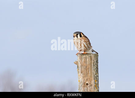 American gheppio (Falco sparverius) appollaiato su un post in inverno in Canada Foto Stock