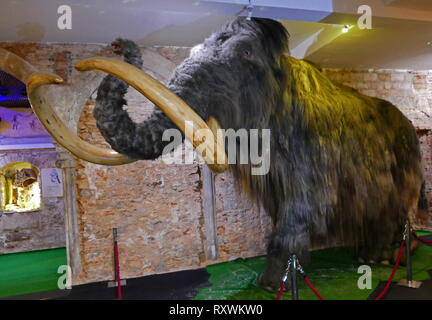 La pelliccia di un mammut conservato (Barcelona) Spagna. Un gigantesco è qualsiasi specie del genere estinto Mammuthus, uno dei tanti generi che compongono l'ordine di mammiferi canalizzato chiamato proboscideans. Le varie specie di mammoth sono comunemente dotate di lunghe, curva zanne ed in specie del nord, una copertura di capelli lunghi. Essi hanno vissuto Dal Pliocene epoch (da circa 5 milioni di anni fa) nell'olocene a circa 4 mila anni fa e varie specie esisteva in Africa, Europa, Asia e Nord America. Essi erano membri della famiglia Elephantidae, che contiene anche i due generi di moderni eleph Foto Stock