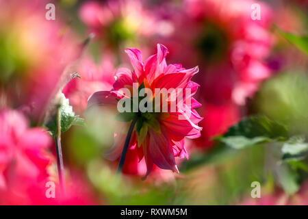 Sfondo con red dahlia in prato verde. Dahlia è messicano pianta della famiglia a margherita, che è coltivata per le sue colorate singola o doubl Foto Stock