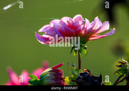 Dahlia rosa nel prato verde. Pink dahlia e spider web sulla natura verde dello sfondo. Dahlia è messicano pianta della famiglia a margherita, che è coltivata f Foto Stock