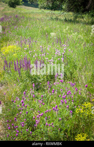 Fiori in Prato Foto Stock