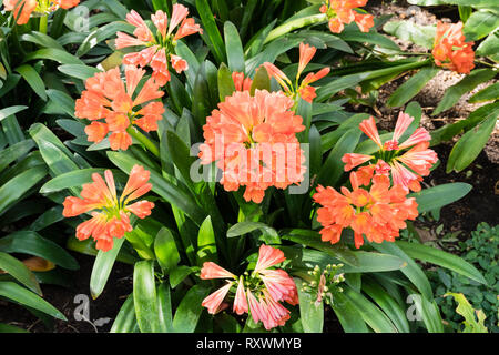 Fiori di Clivia miniata (bush lily, Natal lily) nativi in Sud Africa. Foto Stock