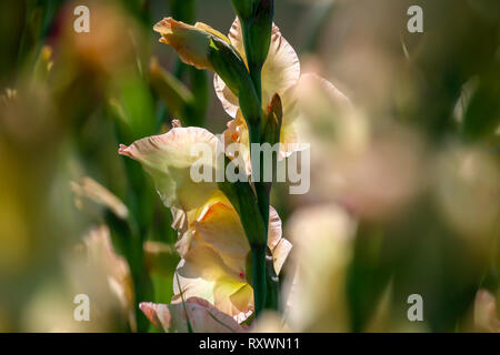 Rosa delicato gladiolus fiori che sbocciano nel bellissimo giardino. Gladiolus è pianta della famiglia di iris, con la spada a forma di foglie e punte di vivaci col Foto Stock