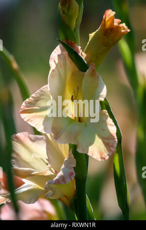 Rosa delicato gladiolus fiori che sbocciano nel bellissimo giardino. Gladiolus è pianta della famiglia di iris, con la spada a forma di foglie e punte di vivaci col Foto Stock