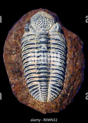 Trilobiti sono un gruppo di marine estinte arachnomorph artropodi che formano la classe Trilobita. Trilobiti formano uno dei primi noti gruppi di artropodi. La prima apparizione di trilobiti nel record fossile definisce la base del Atdabanian fase di inizio periodo Cambriano (521 milioni di anni fa), ed esse fiorirono in tutta la parte inferiore era Paleozoica prima di iniziare una lunga decadenza di estinzione quando, durante il Devoniano, trilobata tutti gli ordini tranne il Proetids morirono. Trilobiti scomparsi nell'estinzione di massa alla fine del Permiano circa 252 milioni di anni fa Foto Stock