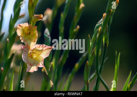 Rosa delicato gladiolus fiori che sbocciano nel bellissimo giardino. Gladiolus è pianta della famiglia di iris, con la spada a forma di foglie e punte di vivaci col Foto Stock