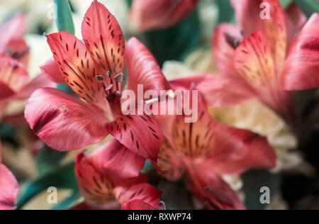 Bellissimi fiori Amaryllis in un mazzo di crisantemi. Foto Stock