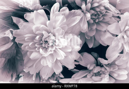 Bellissimo fiore del crisantemo in un bouquet di close-up. Foto Stock