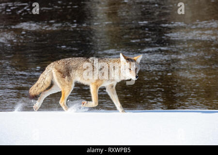 Un coyote corre attraverso la neve in inverno lungo il fiume Madison 1 Marzo 2019 presso il Parco Nazionale di Yellowstone, Wyoming. Foto Stock