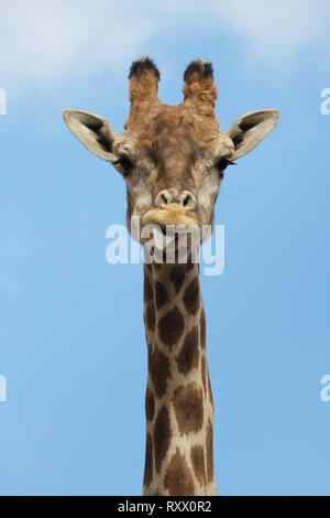Giraffa angolani (Giraffa camelopardalis angolensis), noto anche come giraffe della Namibia. Foto Stock
