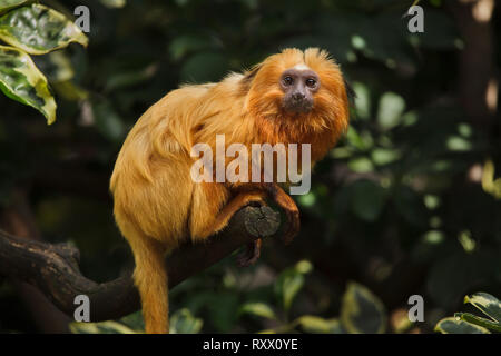 Golden Lion Tamarin (Leontopithecus rosalia), noti anche come Golden marmoset. Foto Stock