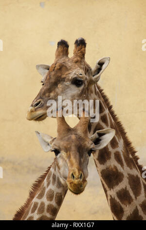 Giraffa angolani (Giraffa camelopardalis angolensis), noto anche come giraffe della Namibia. Foto Stock