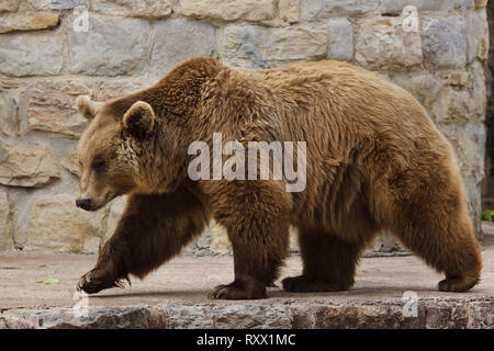 L'orso bruno (Ursus arctos) presso lo zoo di Lisbona (Jardim Zoológico de Lisboa) a Lisbona, Portogallo. Foto Stock