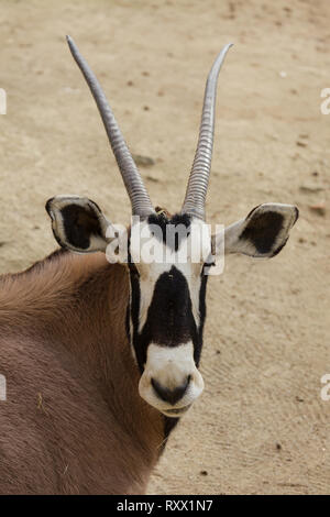 Gemsbok (Oryx gazella gazella), noto anche come il Southern oryx. Foto Stock