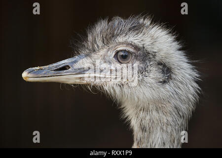 Maggiore rhea (Rhea americana), noto anche come il comune rhea. Foto Stock