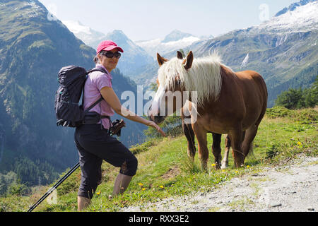 Femmina escursionista incontra Cavalli di Razza Haflinger fino alle alpi del parco nazionale degli Alti Tauri, Tirolo orientale, Austria Foto Stock