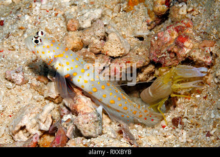 Avvistato Shrimpgoby, noto anche come un nero-torace, Shrimpgoby Amblyeleotris guttata, con Alpheid gamberetti, Alpheus ochrostriatus. Uepi, Isole Salomone. Foto Stock