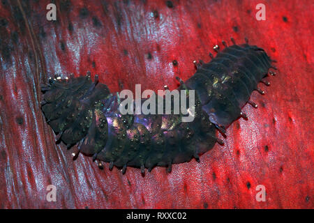 Cetriolo marittimo worm di scala, Gastrolepidia clavigera, strisciando sul suo host holothurian, mar nero cetriolo, Holothuria atra. Uepi, Isole Salomone. Così Foto Stock