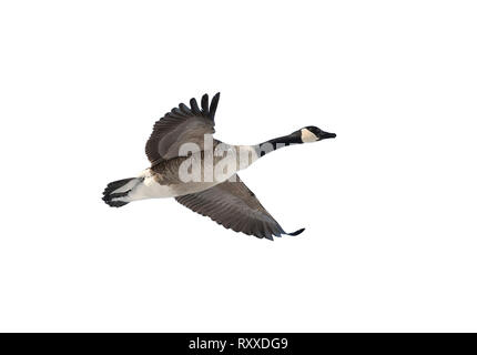 Flying Canada Goose Branta canadensis) isolato su bianco Foto Stock