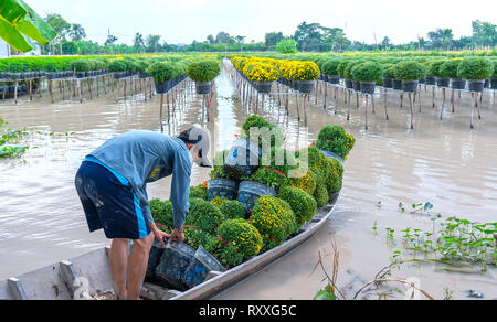 Agricoltore margherite di canottaggio raccolto giardino gemme fioriere anche assegnati ai commercianti lontano mattina di primavera in Sa Dec village flower Foto Stock