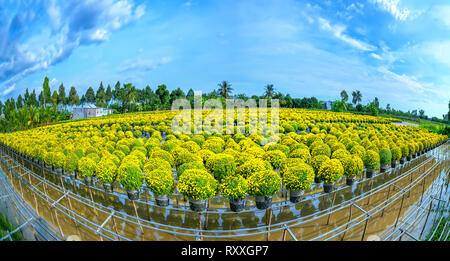 Panorama giardino al di sopra dell'acqua di margherite giallo visto da sopra, fioritura durante il raccolto. Essi sono idroponico piantati in giardini lungo il Mekong Foto Stock