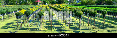 Il giardino sopra l'acqua di margherite giallo è visto dal di sopra, fioritura durante il raccolto. Essi sono idroponico piantati in giardini lungo il Mekong Foto Stock