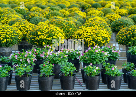 Il giardino sopra l'acqua di margherite giallo è visto dal di sopra, fioritura durante il raccolto. Essi sono idroponico piantati in giardini lungo il Mekong Foto Stock