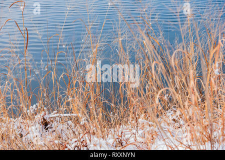 Erbe morto sul bordo di un lago dopo una nevicata invernale. Kansas, STATI UNITI D'AMERICA Foto Stock