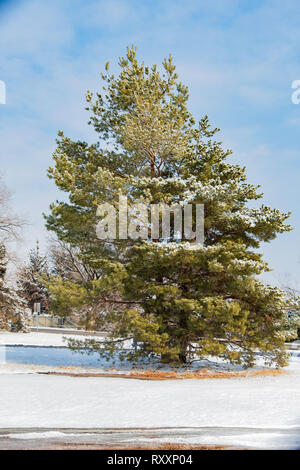 Di pino silvestre o di pino silvestre, Pinus syvestris, crescendo di Wichita, Kansas, Stati Uniti d'America. Foto Stock