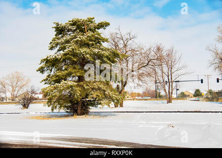 Di pino silvestre o di pino silvestre, Pinus syvestris, crescendo di Wichita, Kansas, Stati Uniti d'America. Foto Stock