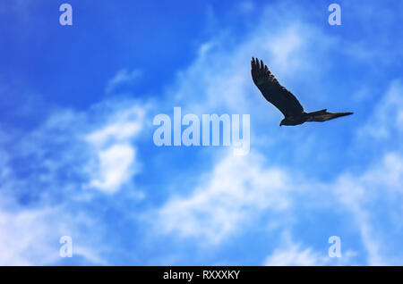 Nibbio, Milvus migrans, diffondere ali battenti nel cielo blu con nuvole bianche. La libertà, il concetto di viaggio Foto Stock
