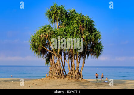 Tall mangrovie a Bang Tao Beach, Phuket, Thailandia, rimpicciolendo due turisti Foto Stock