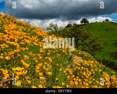 Campi mozzafiato della California poppies in recupero dopo l'Woolsey fire in Malibu Creek State Park, nel sud della California, Stati Uniti d'America Foto Stock