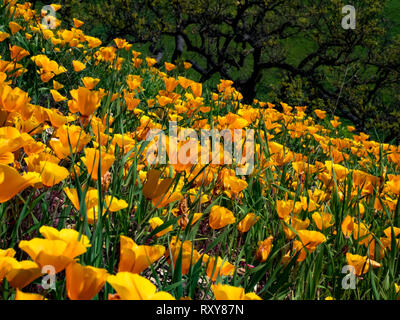 Campi mozzafiato della California poppies in recupero dopo l'Woolsey fire in Malibu Creek State Park, nel sud della California, Stati Uniti d'America Foto Stock