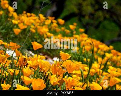 Campi mozzafiato della California poppies in recupero dopo l'Woolsey fire in Malibu Creek State Park, nel sud della California, Stati Uniti d'America Foto Stock