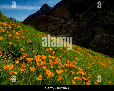 Campi mozzafiato della California poppies in recupero dopo l'Woolsey fire in Malibu Creek State Park, nel sud della California, Stati Uniti d'America Foto Stock