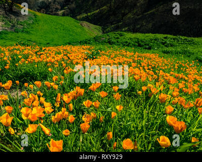 Campi mozzafiato della California poppies in recupero dopo l'Woolsey fire in Malibu Creek State Park, nel sud della California, Stati Uniti d'America Foto Stock