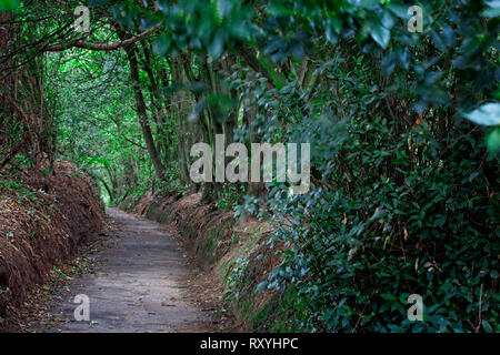 Il sentiero attraverso una zona boscosa, Sandown, Isle of Wight, Inghilterra, Regno Unito. Foto Stock