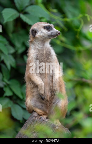 Meerkat vista permanente su sfondo verde Foto Stock