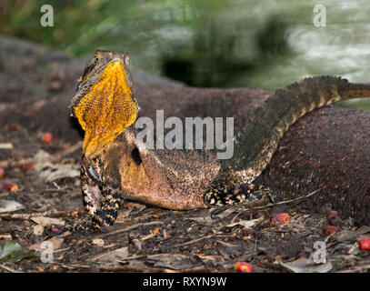 Australia orientale drago acqua, Intellagama lesueurii negli allevamenti di colori vivaci con gola arancione, nel selvaggio Foto Stock