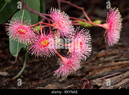 Cluster di bellissimi fiori di colore rosso e verde delle foglie di Australian gum tree, Corymbia / Eucaliptus ficifolia contro il marrone scuro dello sfondo Foto Stock