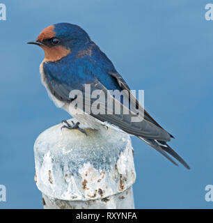 Benvenuti swallow, Hirundo neoxena, con metallico blu / nero e arancione del piumaggio appollaiato sul post contro lo sfondo del cielo blu in Australia Foto Stock