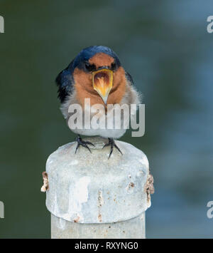 Benvenuto Squawking Swallow, Hirundo neoxena, con blu / nero e arancione del piumaggio con bill spalancata sul post contro lo sfondo di colore verde in Australia Foto Stock